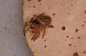 Lycidas_scutulatus_D7842_Z_88_North Stradbroke island_Australie